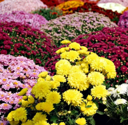 Flores e Arranjos